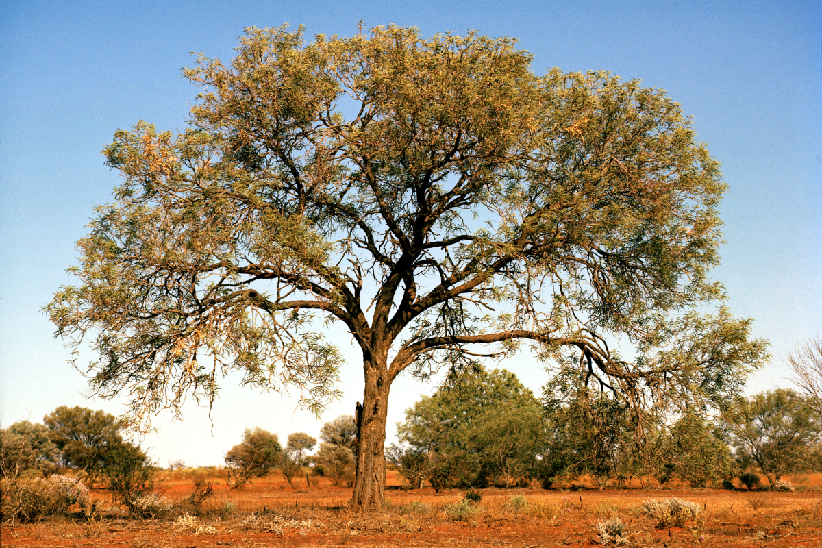 A gidgee near Cue. Wedge tail eagles often nest in the larger trees. 
