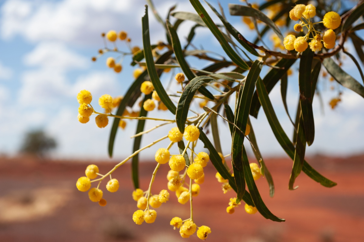 A gidgee near Meekatharra providing a stunning floral display in November at a time when the landscape is generally sombre.