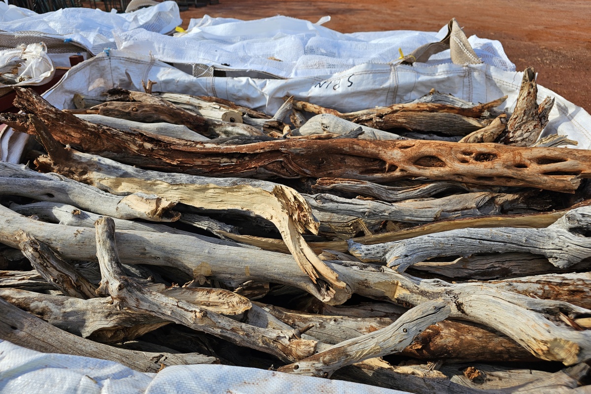 Harvested dead sandalwood stacked lying on the ground