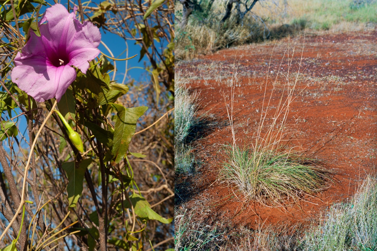 Left: Culyu or bush potato (Ipomoea calobra) has morning glory-type flowers and a large edible tuber that produces vines after rain. It grows in mulga thickets and the tubers are often a metre deep which are dug up, cooked and eaten by Traditional Owners.  Right: Weeping grass or ribbon grass (Chrysopogon fallax) is a native perennial grass found north of Meekatharra. It’s called ribbon grass because if you try to pull it out of the ground, it cuts your hands to ribbons. It is a good forage and decreases un