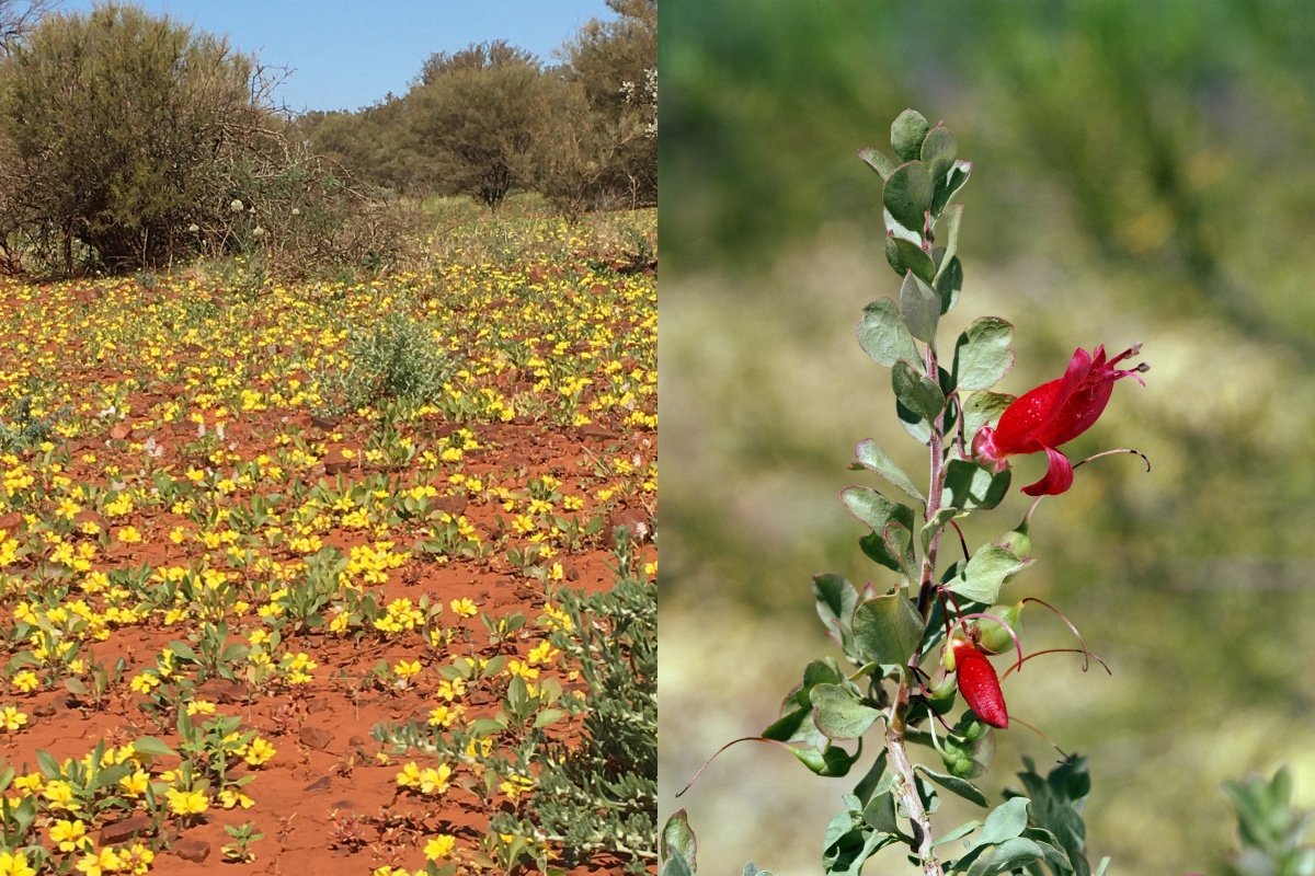 Left: Mat goodenia (Goodenia prostrata) near Kumarina. Right: Fuchsia bush (Eremophila maculata) is commonly planted in gardens in Western Australia. It grows in semi saline clays with saltbushes and bluebushes and is eaten by herbivores. It contains cyanide and hungry stock have been known to die if they eat too much on an empty stomach.