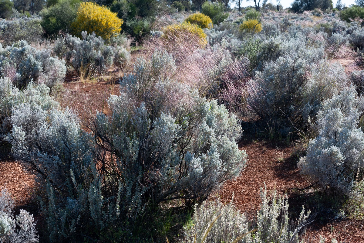 Pearl bluebush (Maireana sedifolia) in a good season with the purpley pink seed heads of silver speargrass (Austrostipa elegantissima) poking through the tops of each shrub near Coolgardie.