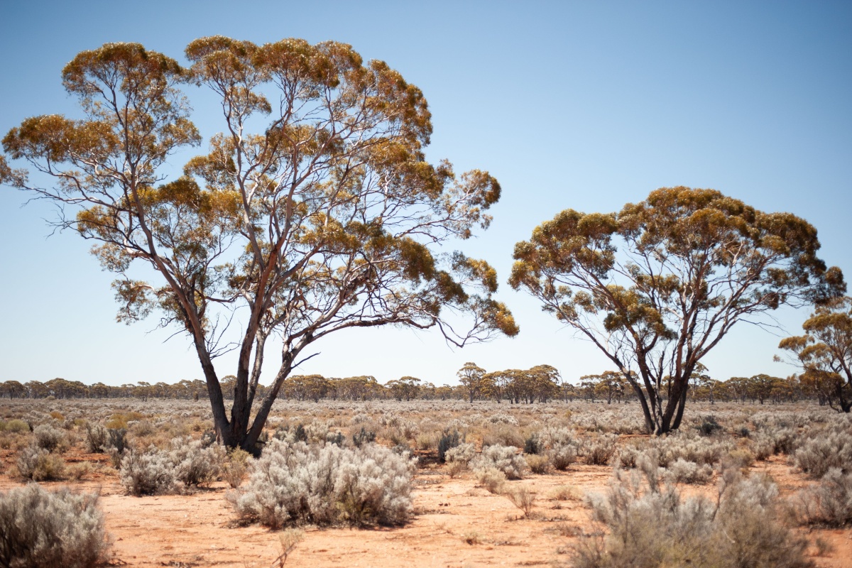 Parkland of pearl bluebush (Maireana sedifolia) shrubland with a scattered overstorey of red morrel (Eucalyptus longicornis) east of Kalgoorlie.