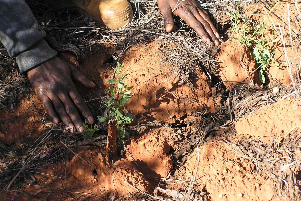Traditional Owner with sandalwood regeneration at Mungilli in the Goldfields Region. Photo – Ian Kealley/DBCASandalwood saplings growing in the red dirt