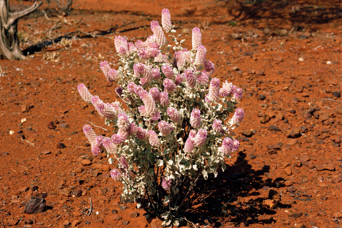 Royal mulla mulla (Ptilotus rotundifolius) is a shrub found from Cue to the southern Hamersley Range where it grows in skeletal soils. In the Hamersley Ranges it grows in areas where fires are not too frequent. Its flowers have a cloying sweet smell that can be overpowering in an enclosed space.  
