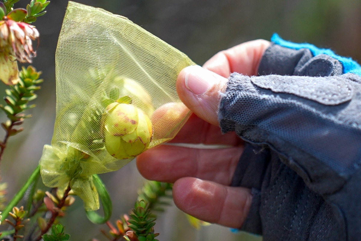 A hand holding a mesh bag over a flower