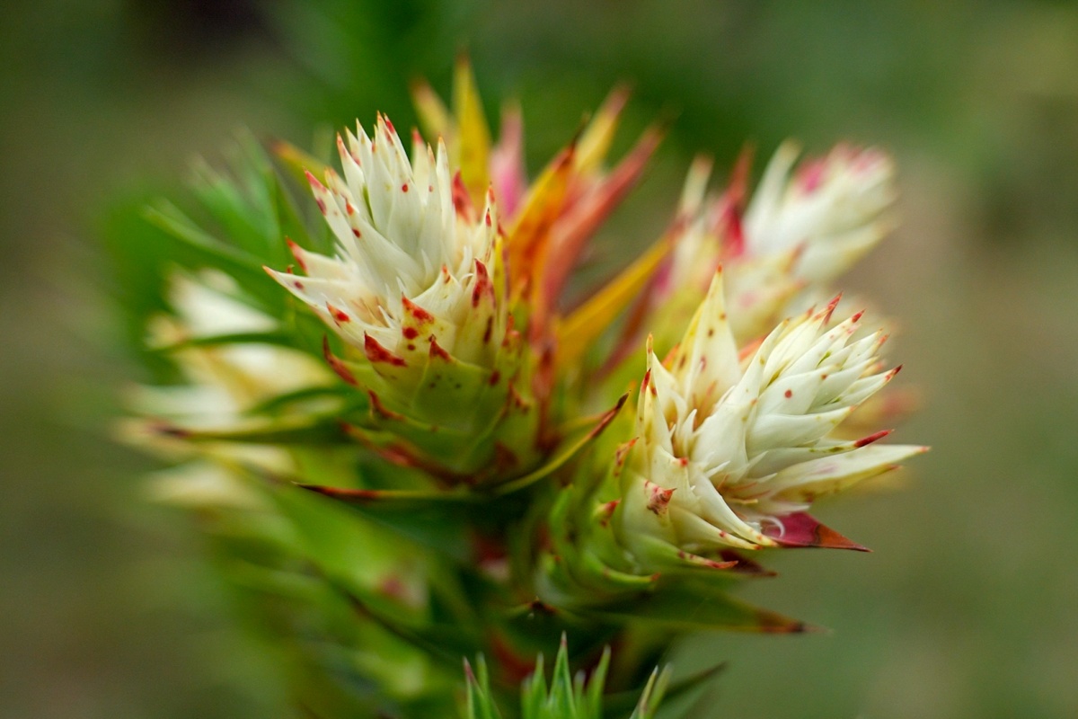 A close up of white and red-tipped flowers
