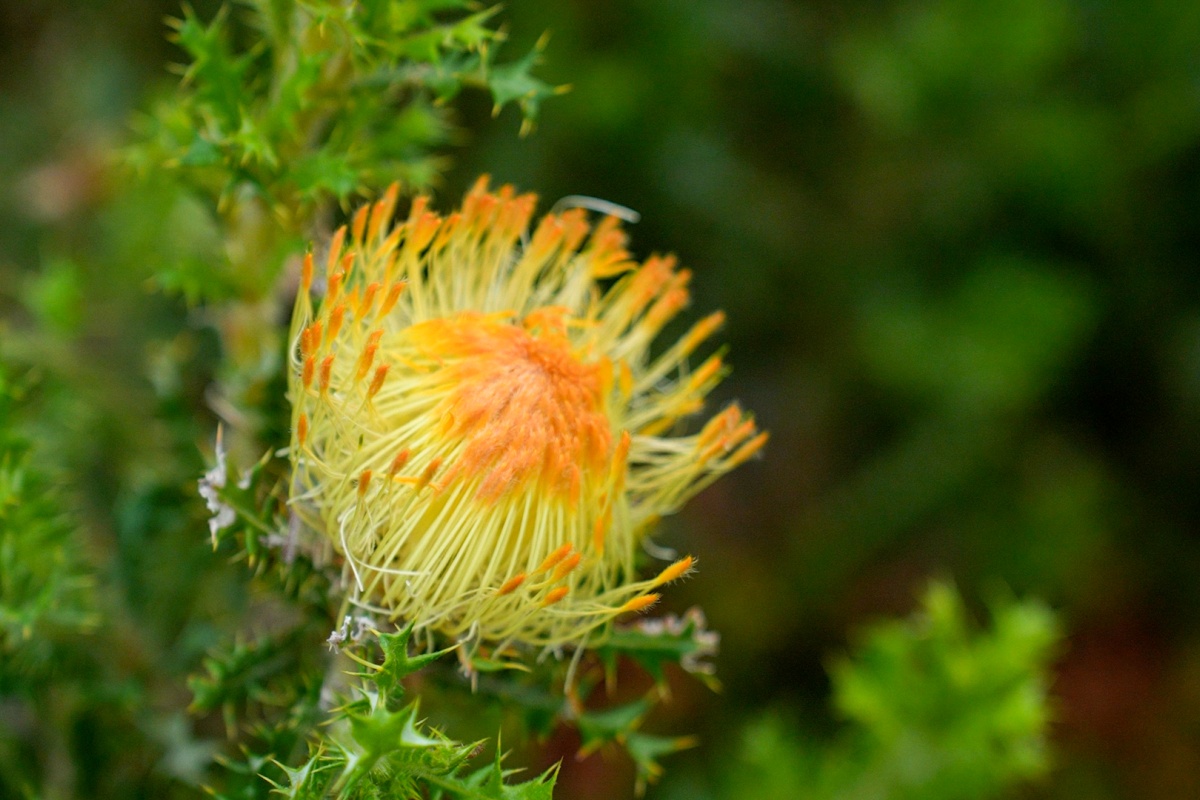 A close up for a bright yellow and orange flower