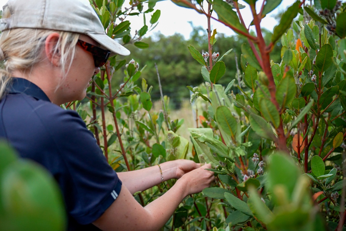 A woman places a bag over flowers to collect seeds