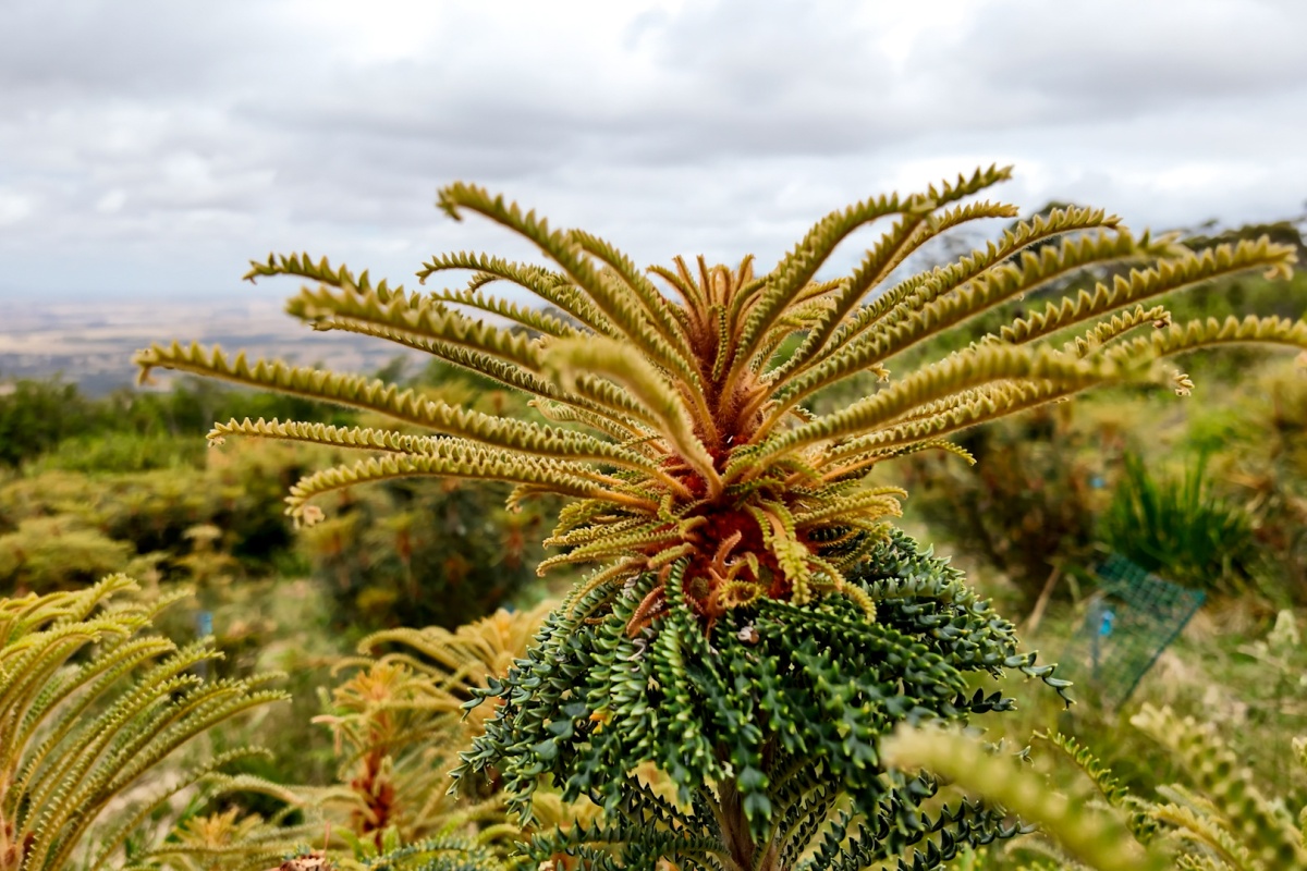 A close up of a large banksia