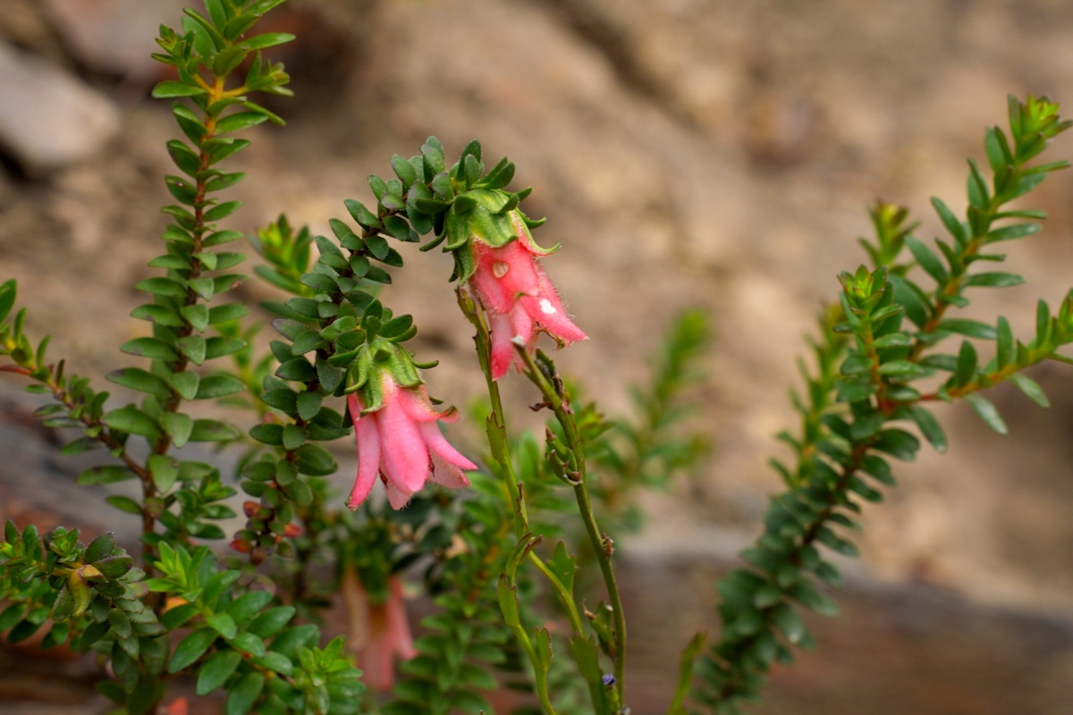 A close up of two pink flowers
