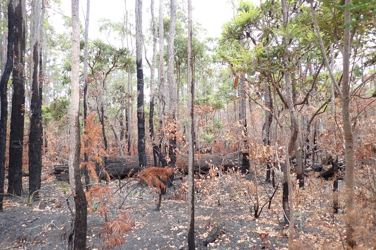 A forest with burnt floor and trunks from a fire with green growth in the canopy