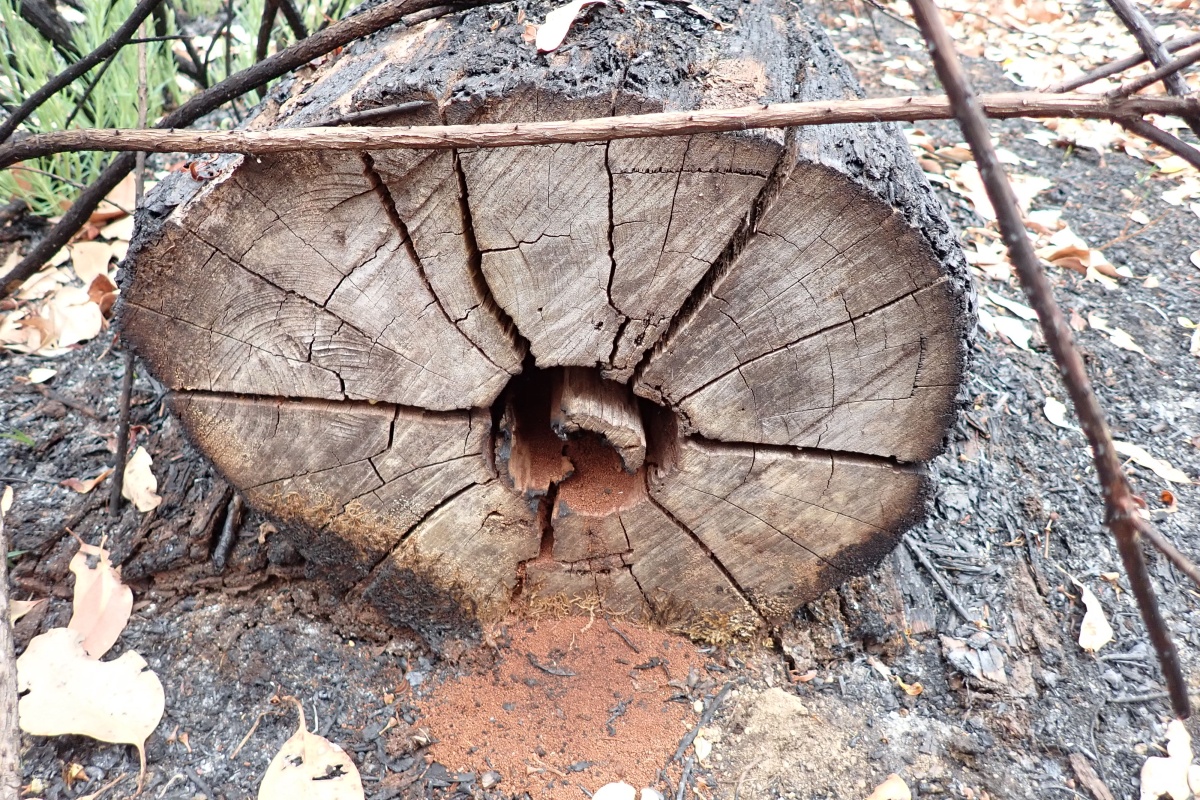 A log after a bushfire with a hollow core