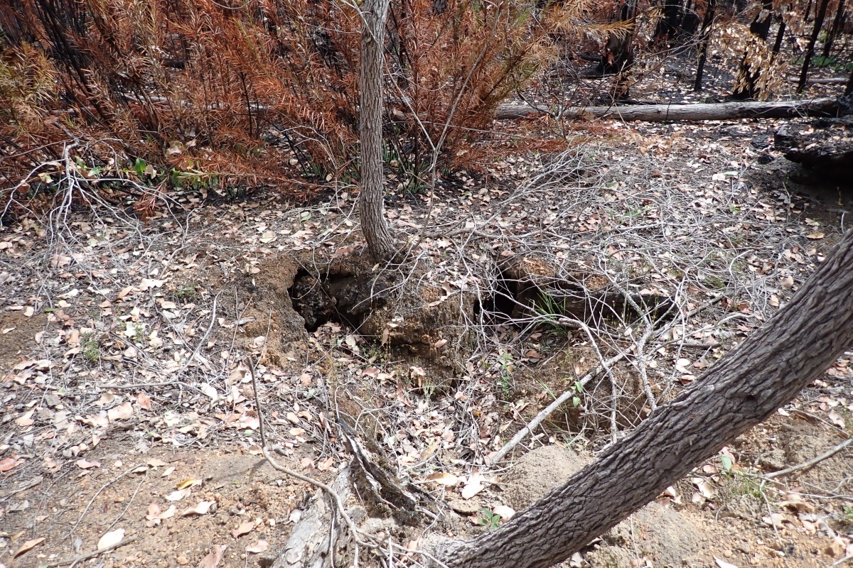An old crater and stump after a fire