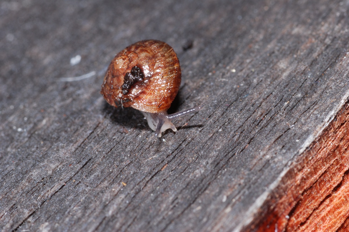 A close up of a snail species with a brown shell and grey body