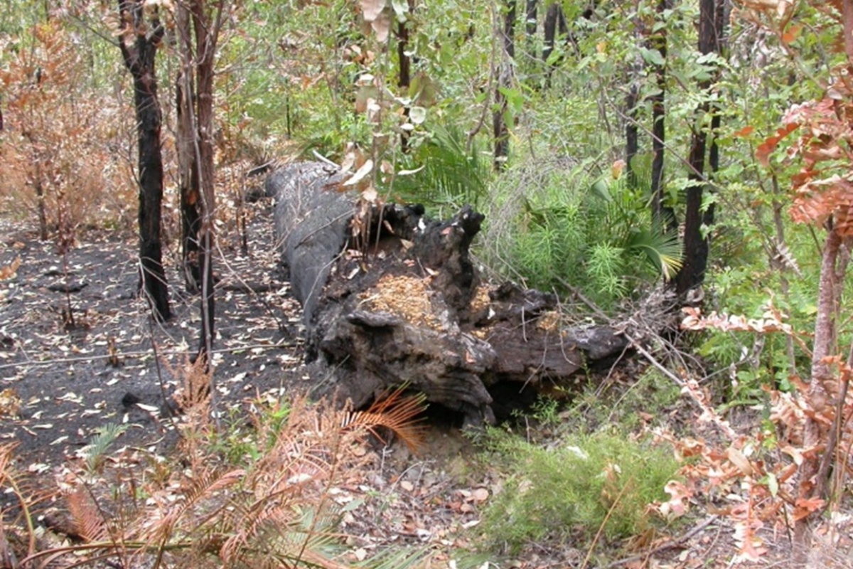  A fallen tree with greener forest in the background
