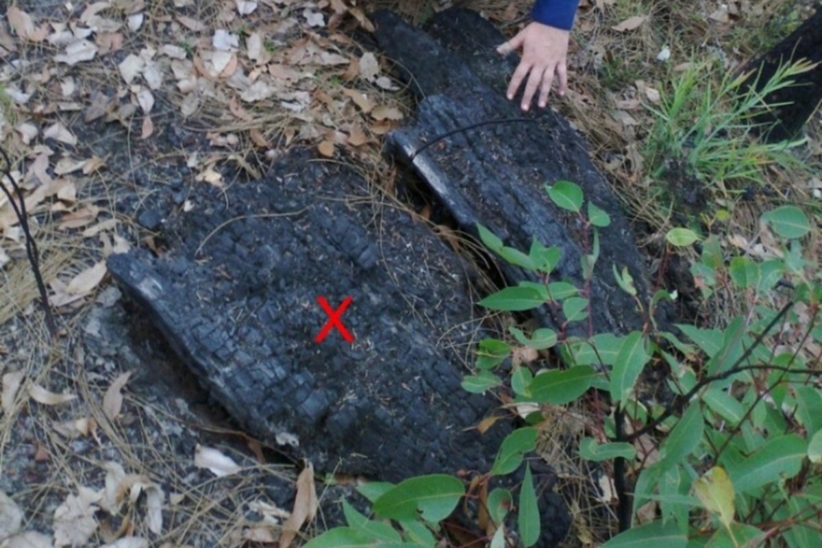 A charrted log with a red X signifying where scientists found a velvet worm
