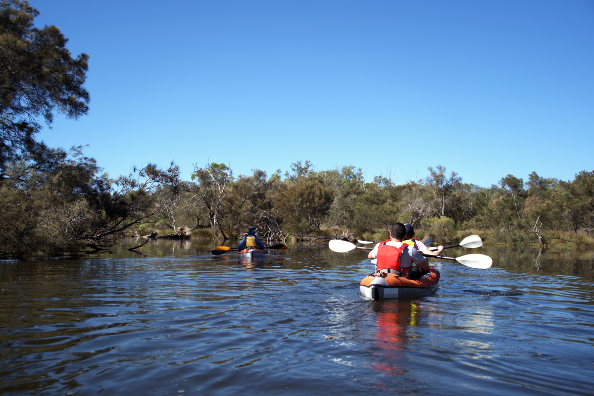 People paddling kayaks along a calm river, surrounded by native trees and shrubs under a clear blue sky.