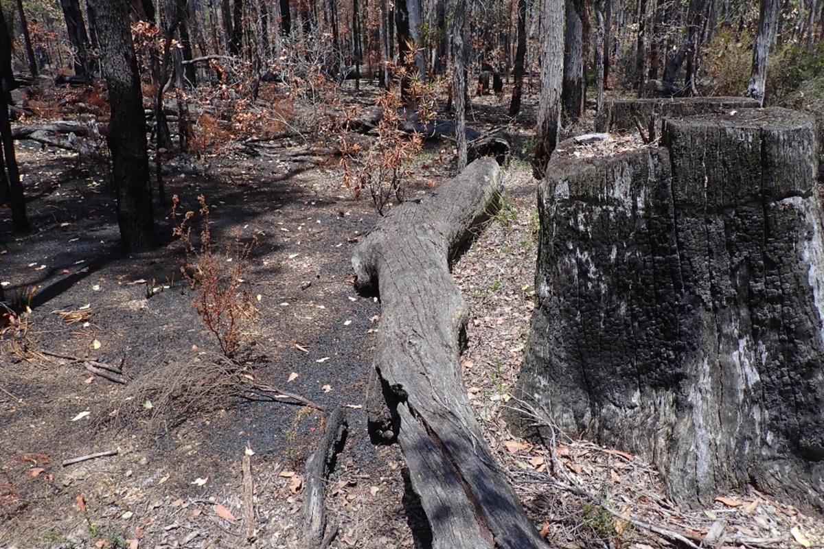 A burnt forest with fallen logs with deep fissures 