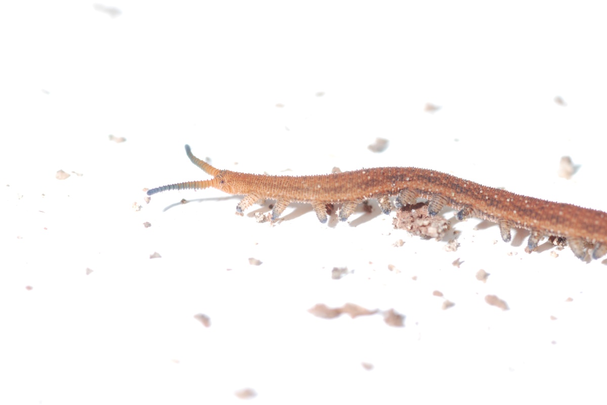 A close up of a orange brown worm with blue tipped antennae