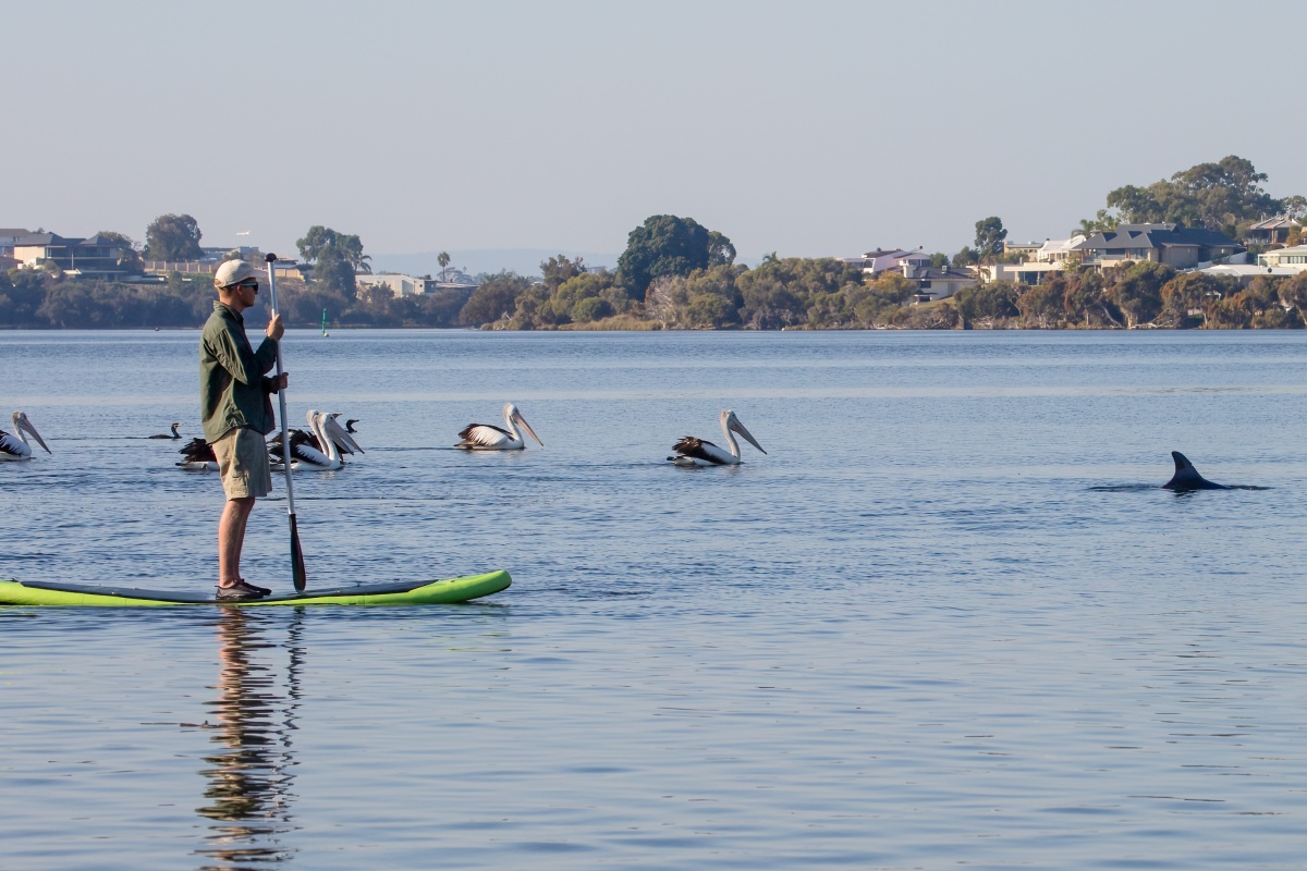 A person standing on a paddleboard on calm river water surrounded by birds, including pelicans, with several dolphins surfacing nearby, set against a natural riverside environment.