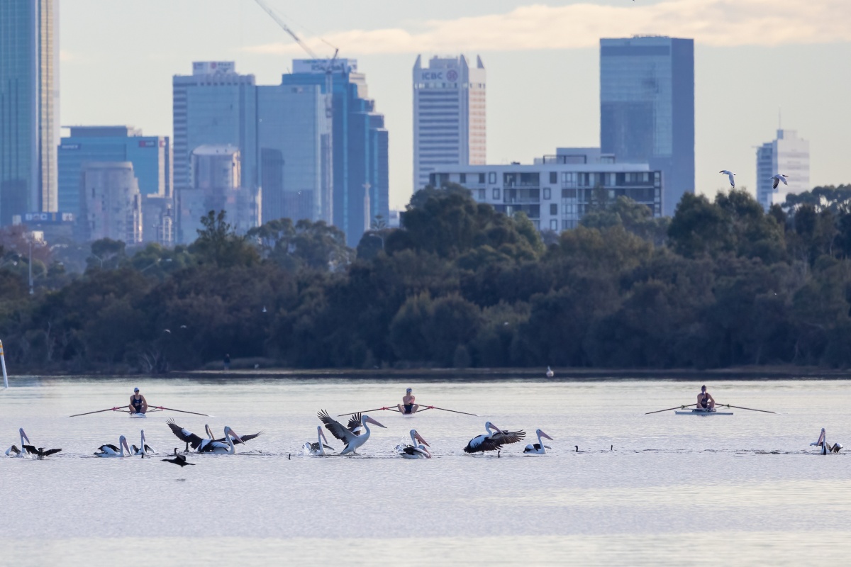 Pelicans gathered on calm river water in the foreground, some with wings spread, while several rowers in single sculls move across the water, with Perth’s city skyline and a tree-lined riverbank in the background.