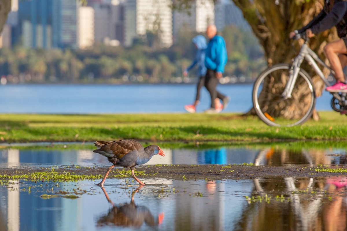 Waterbird walking through a shallow puddle beside a riverside park, with reflections in the water, while a cyclist and pedestrians pass along a path and a blurred city skyline rises across the river in the background.