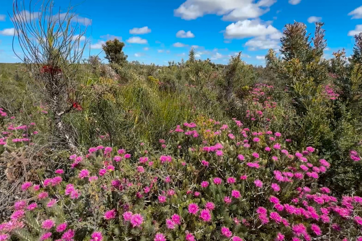 Low coastal heathland filled with dense native shrubs and bright pink wildflowers in bloom, stretching across a flat landscape under a vivid blue sky with scattered white clouds.