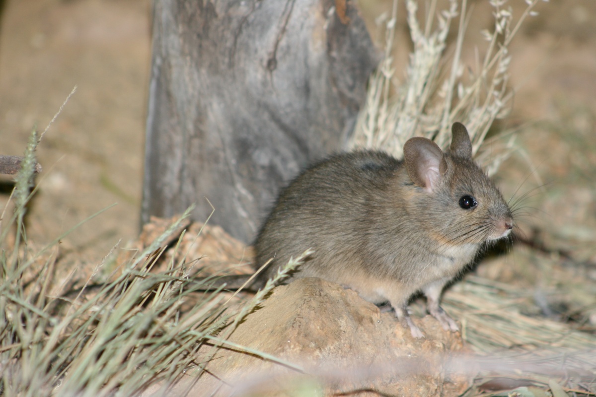 Greater stick nest rat. Photo by Kim Branch/DBCA