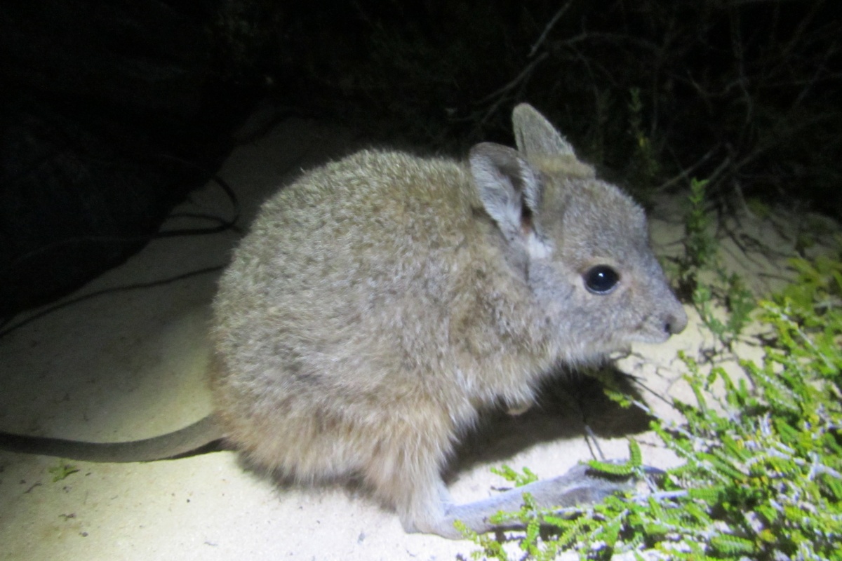 Rufous hare-wallaby. Photo by DBCA