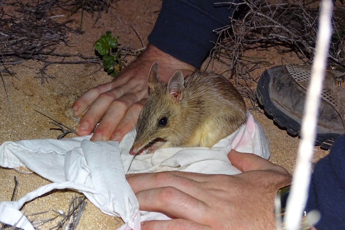 Shark Bay bandicoot. Photo by Saul Cowen/DBCA
