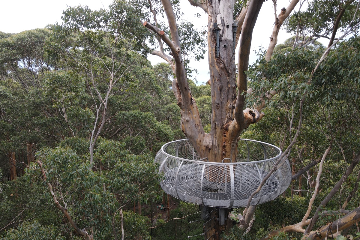 A small steel viewing platform wraps around the trunk of a karri tree, high in the canopy