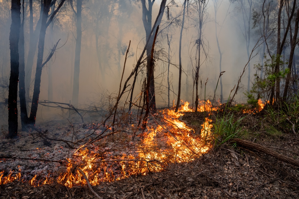 Low flames burn through leaf litter, fallen branches and understorey vegetation during a prescribed burn in a forest. Smoke hangs among tall trees as the fire moves across the forest floor, reducing fuel loads while leaving the tree canopy intact.