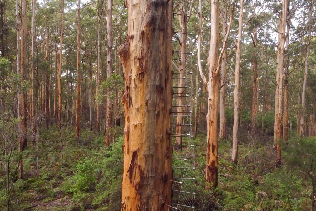 A large karri tree with steel pegs making a ladder up the trunk