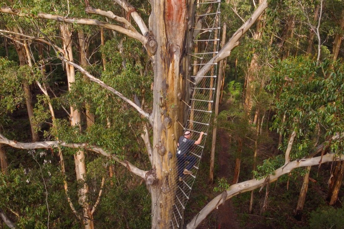 A man climbs steel pegs up the karri tree trunk