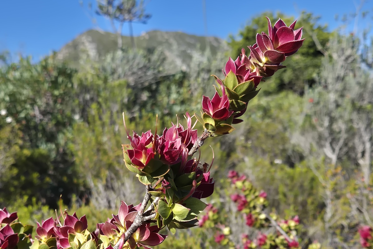 Adenanthos venosus, Fitzgerald River National Park. Photo – DBCA/Megan Dilly