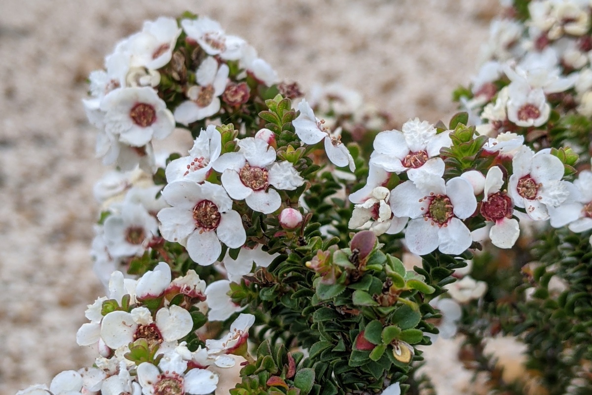 Anticoryne ovalifolia. Photo – DBCA Megan Dilly