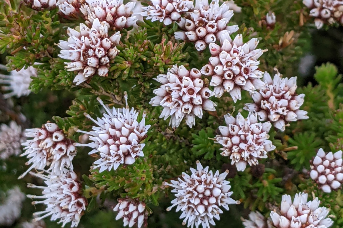 Darwinia diosmoides, Fitzgerald River National Park. Photo – DBCA/Megan Dilly