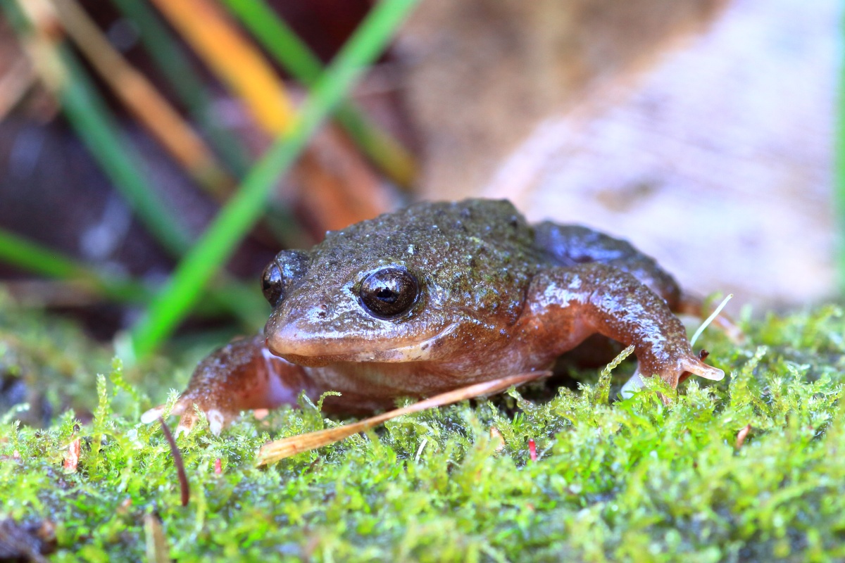 White-bellied frog (Anstisia alba). Photo - Kim Williams/DBCA