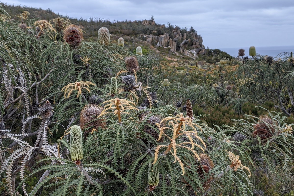 Banksia speciosa, Showy Banksia. Photo – DBCA/Megan Dilly
