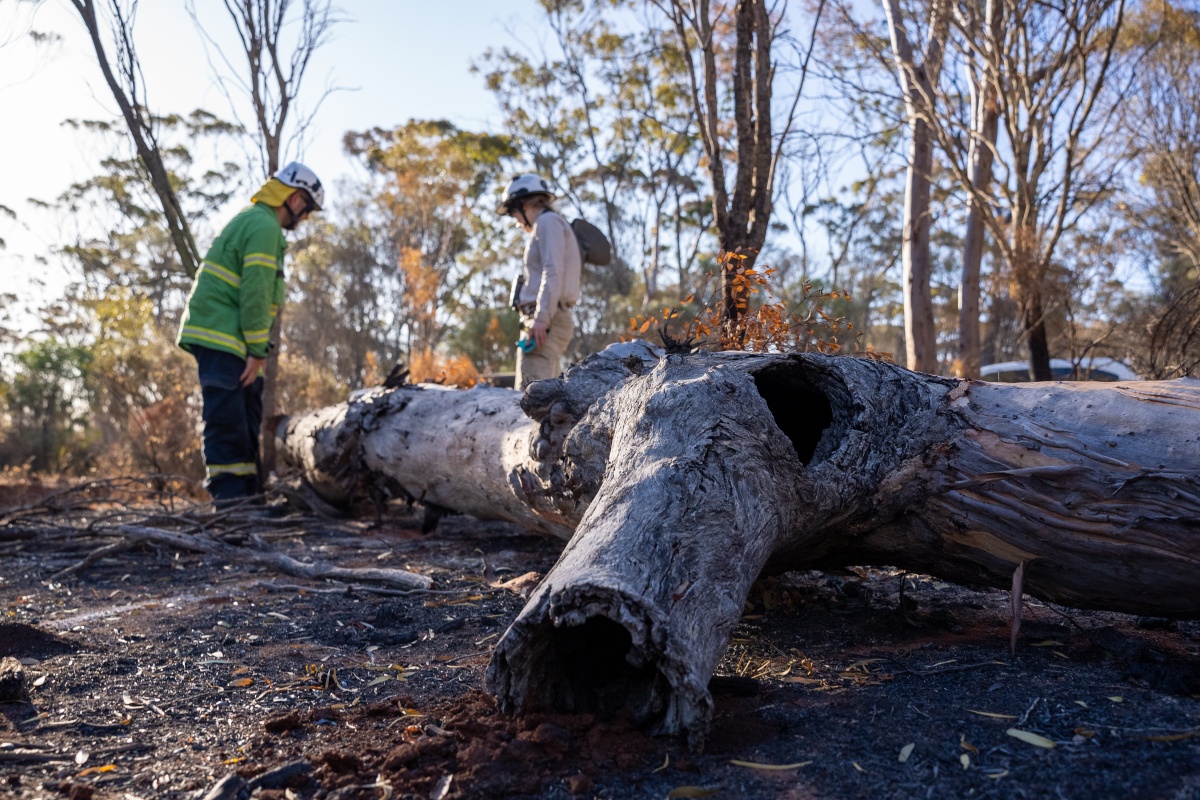  DBCA staff assessing the area post-fire. Photo – DBCA 