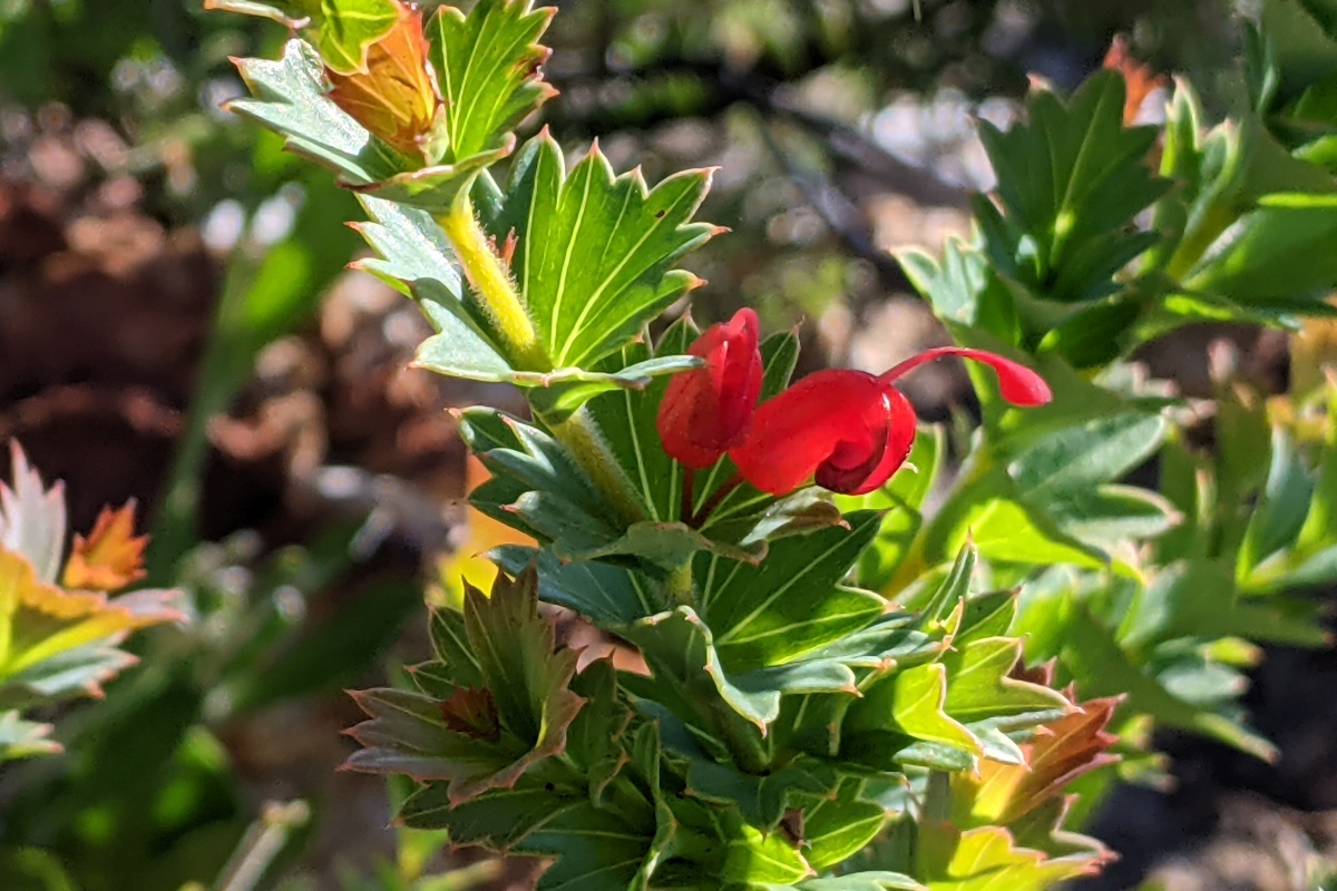 Grevillea infundibularis (Fan-leaved Grevillea). Photo – DBCA Megan Dilly