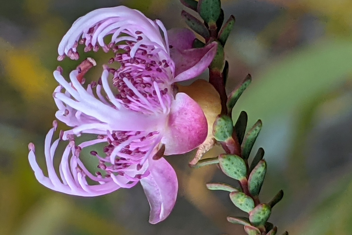 Melaleuca pulchella (Claw Flower), Fitzgerald River National Park. Photo – DBCA Megan Dilly