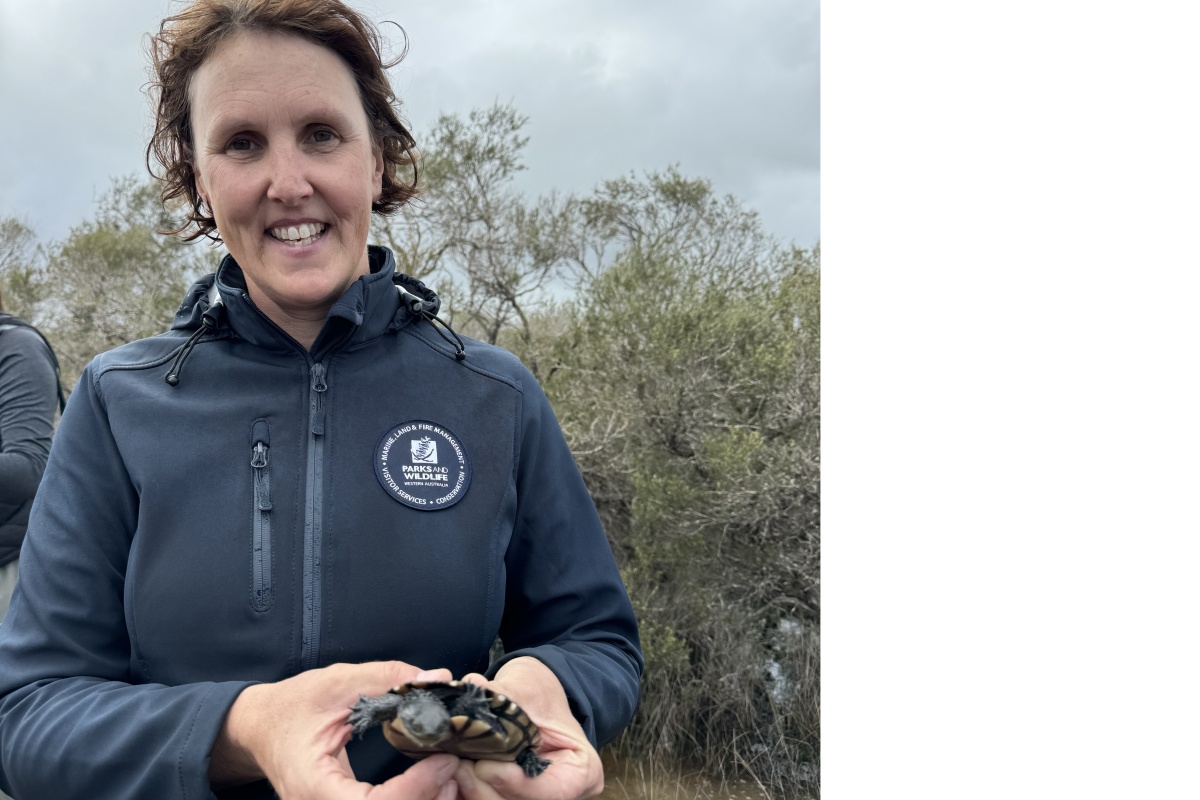 Renee Evans with a Western swamp tortoise, one of the highest priority threatened species in the conservation plans. Photo – DBCA 