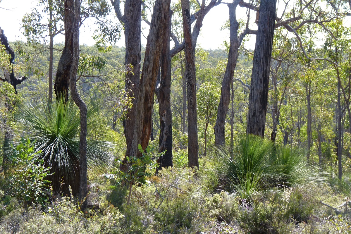Tone-Perup Nature Reserve in the Warren Region. Photo - Bron Anderson/DBCA